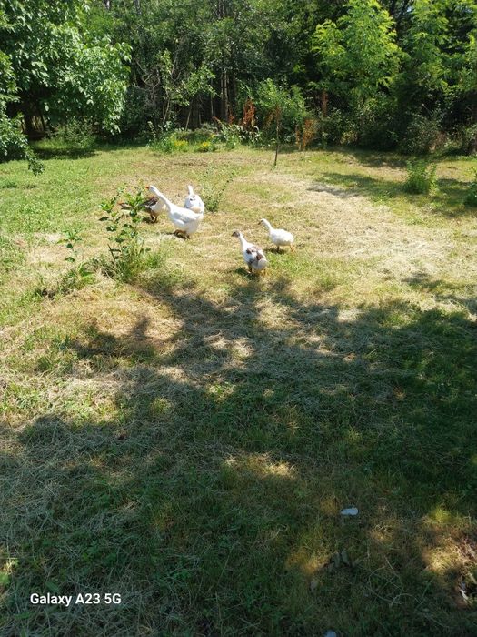 Vand iepuri rate gaste pui rățele mici bibilici