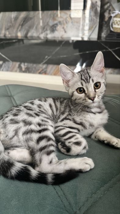 Срочно продам бенгала мальчик