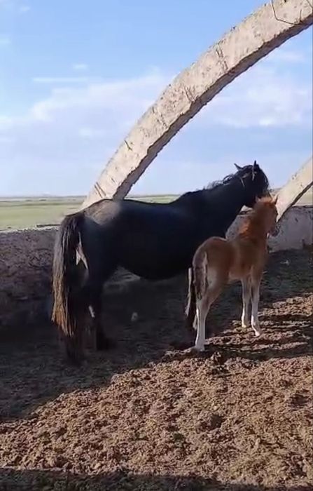 Құлынды биелер сатылады