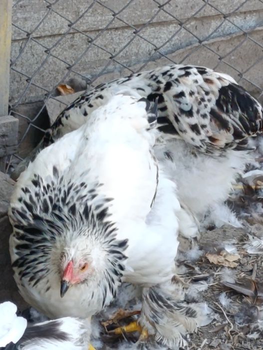 Молодые петухи брама