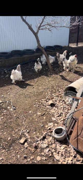 Продам инкубационый яйцо брам