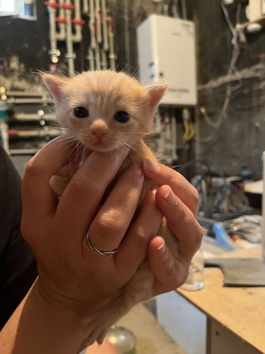 Котята домашние