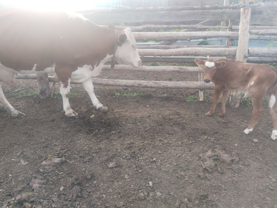 Продам корову с теленком
