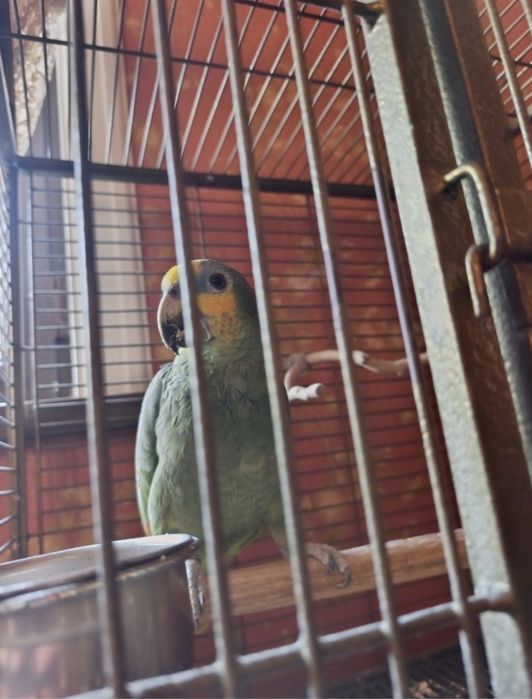 Попугай венесуэла амазони сотилади.