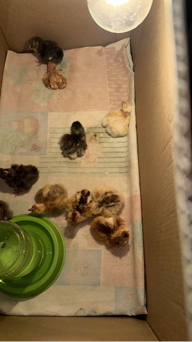 Продам суточных цыплят