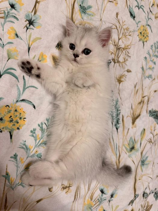 British shorthair Silver