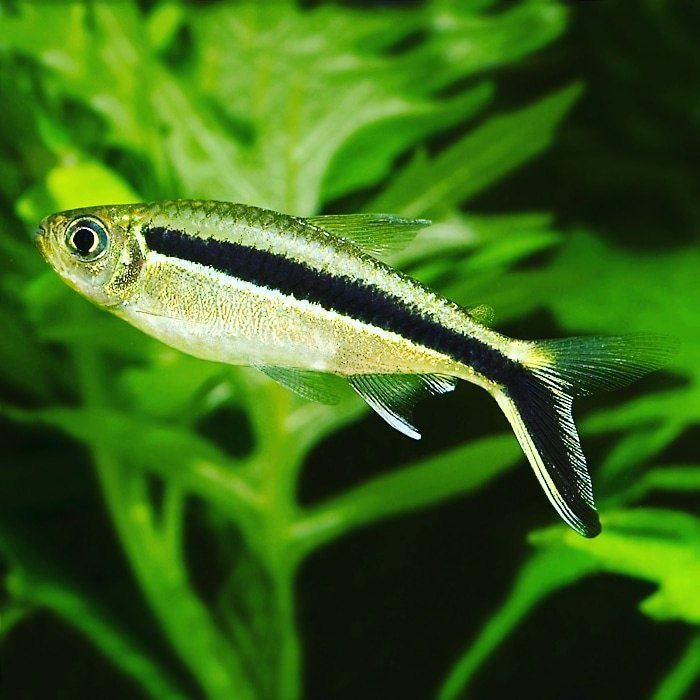 Тетра пингвин – рыбка с «клюшкой»