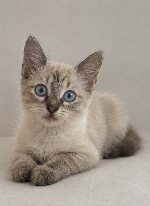 Отдам котенка в добрые руки