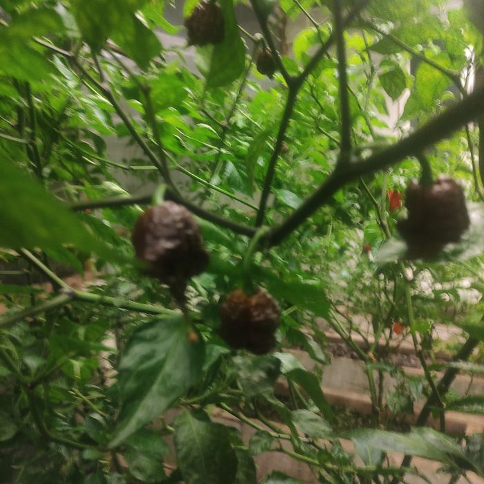 Продам самый острый перец Каролина рипер