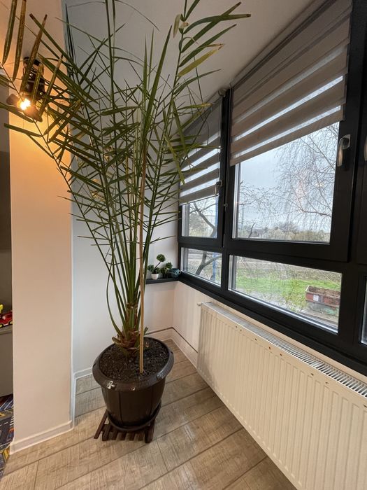 Plata ghiveci palmier curmal aclimatizat decorativ