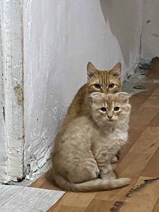 Вислоухий котенок