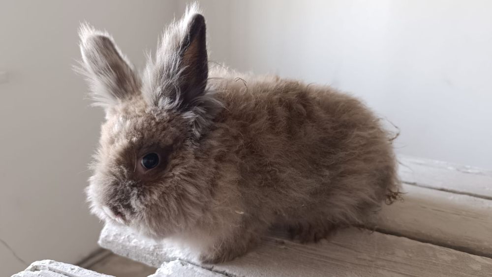 Продаются декоративные кролики