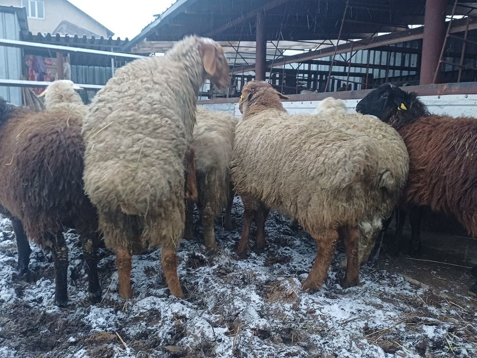 Бараный тоқтылар отцы