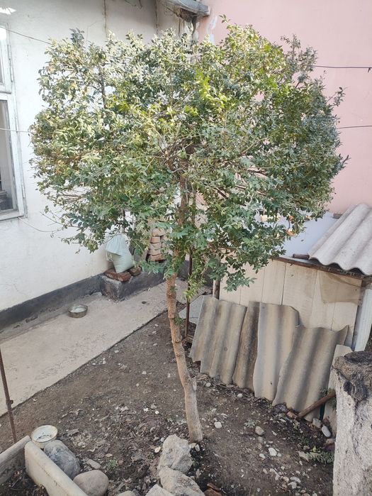 Самшит вечнозелёный