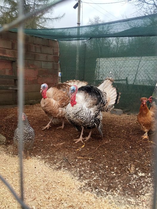 Домашни ярки, кокошки,пуяци