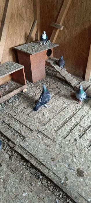 Porumbei diferite rase