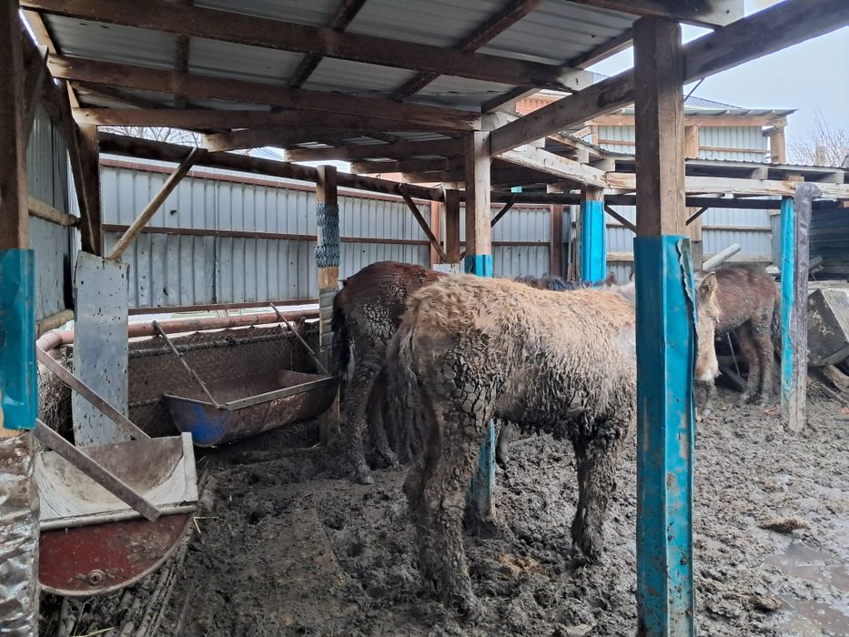 Сельхоз животные