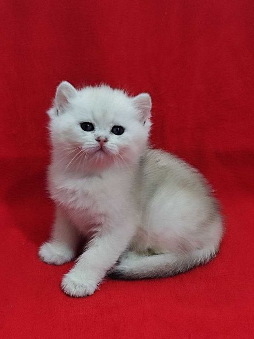 Продаются котята, Серебристые британские шиншиллы