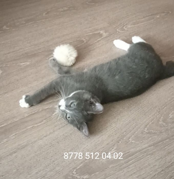 Котик,3,5 мес в добрые руки