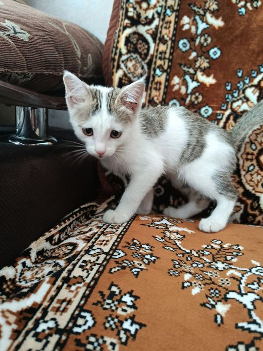ОТДАДИМ КОТЕНКА!!! В хорошие и любящие руки ...