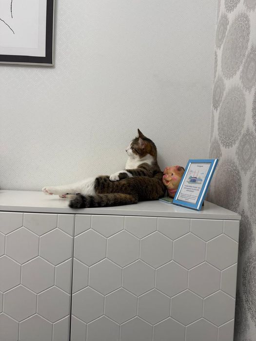 Дарю кота 1 год кастрат