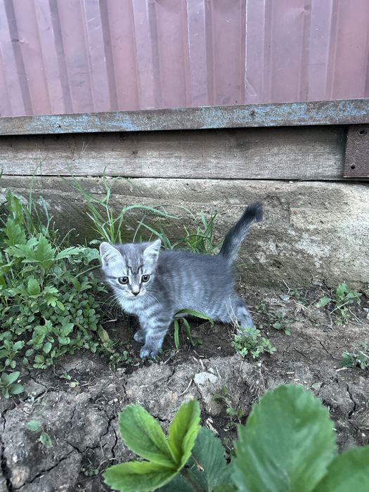 Отдам даром котят