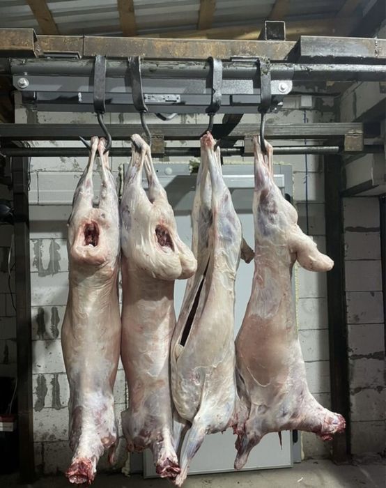 Продам туши  жирной баранины