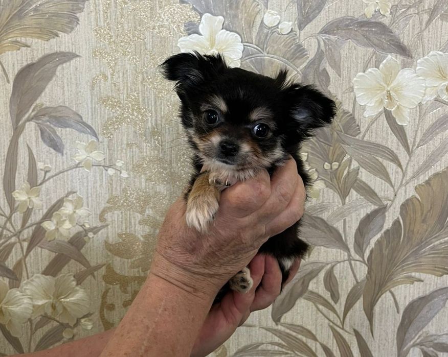 Красотка девочка чихуахуа