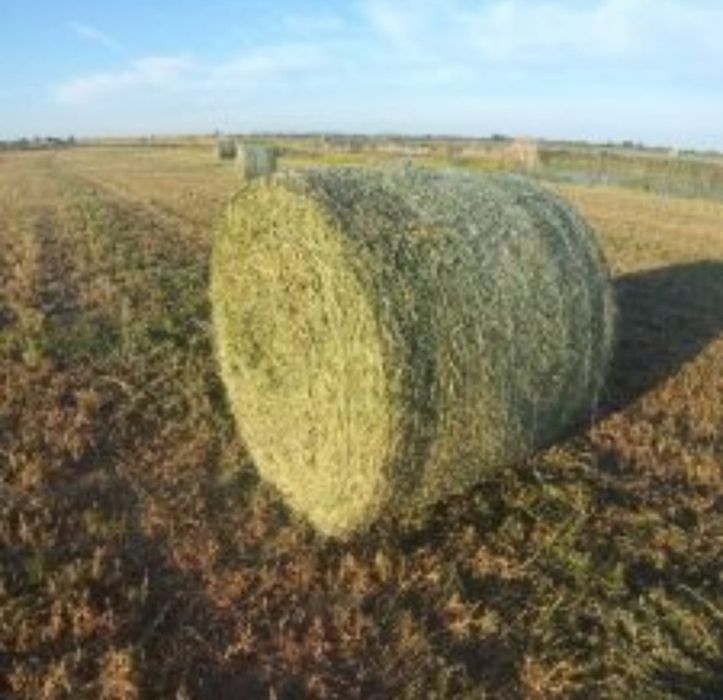 Baloți de lucernă