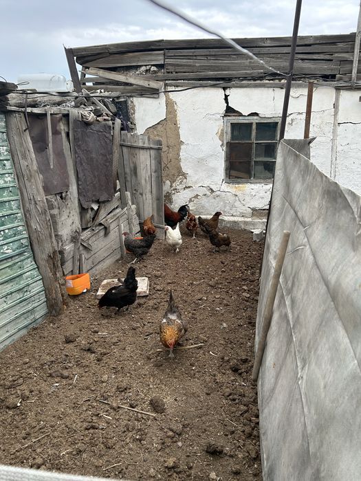 Куры домашние продам