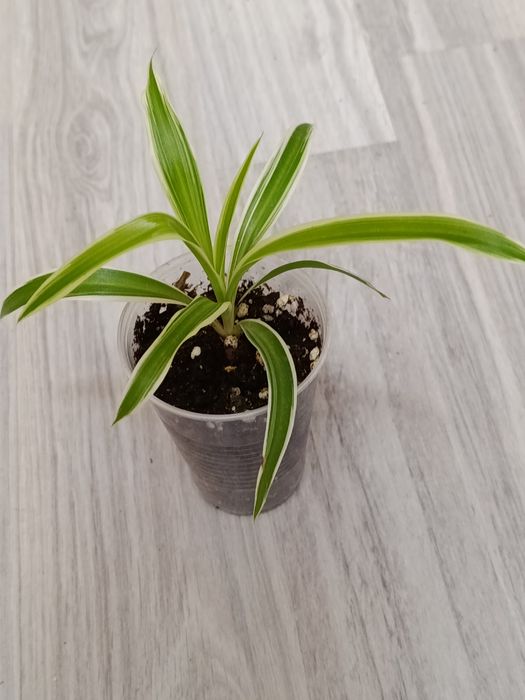 В продаже комнатные цветы