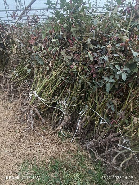 Атиргул кучатлани сотилади чурни маги яхши сурти гарантияси бор.