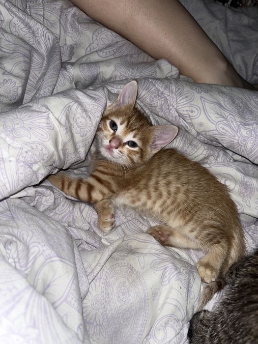 Отдам шустрых котят