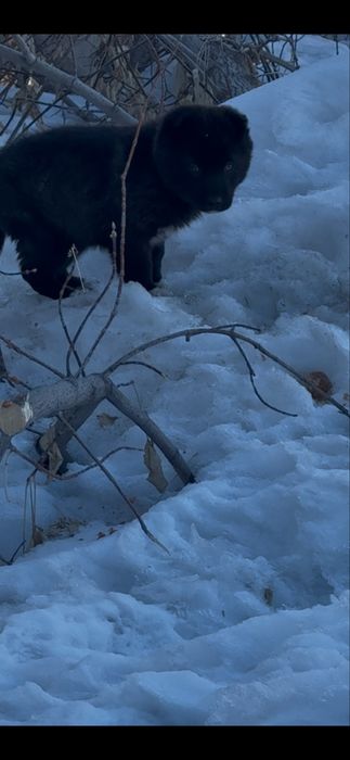 Ищут дом,находятся в опастности