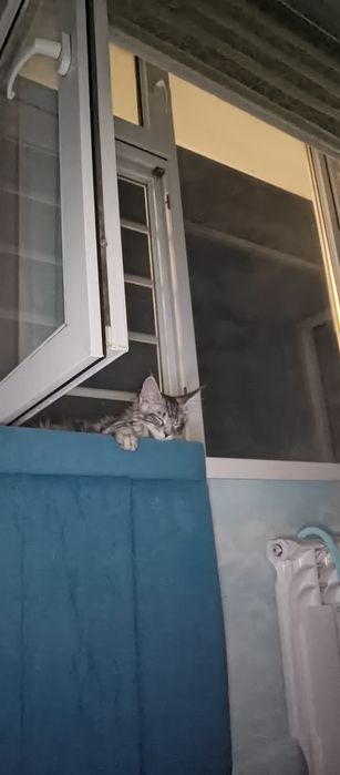 3 мес мейнкун прививки сделано