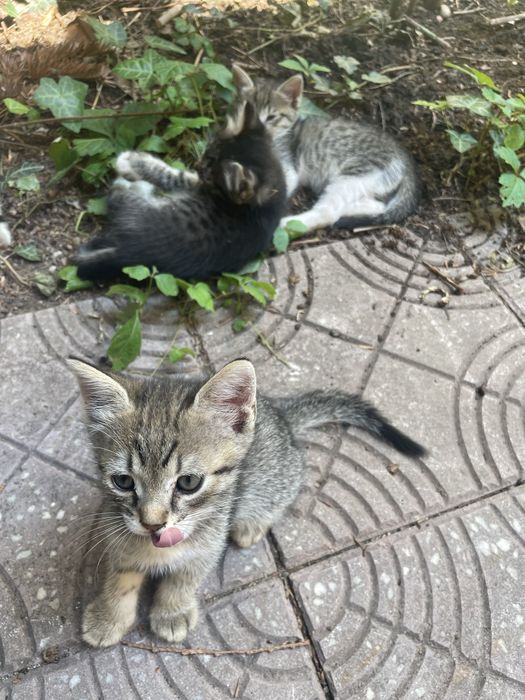Ofer spre adoptie 3 pui de pisica, curati, jucausi