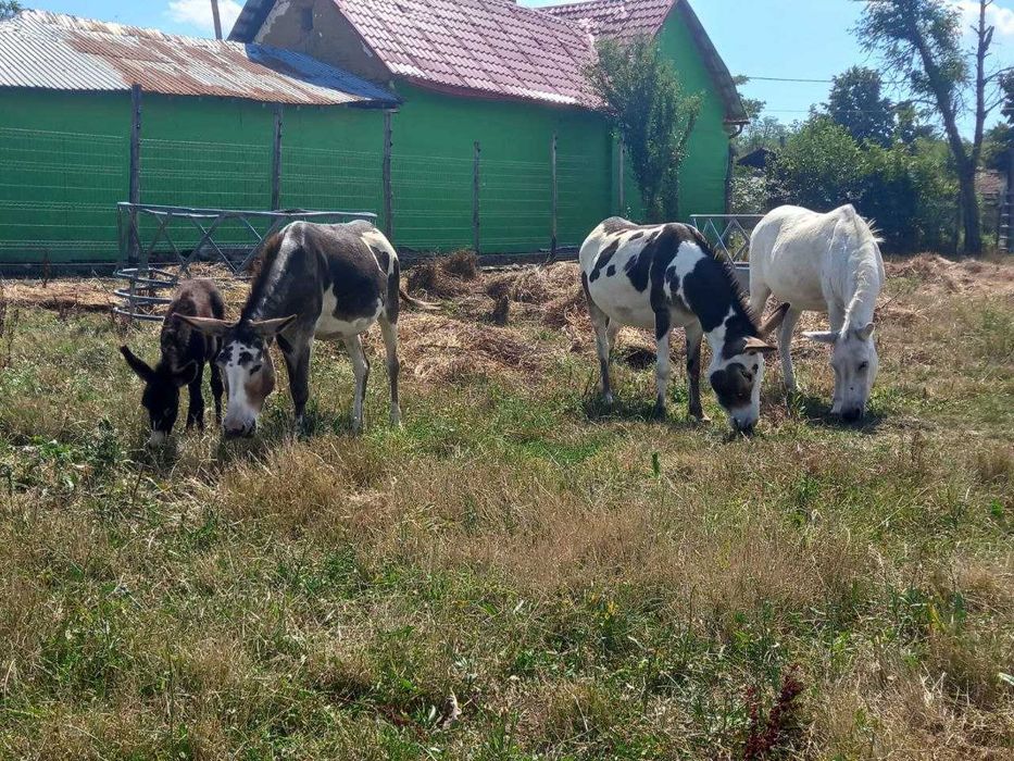 două măgărițe, foarte rară