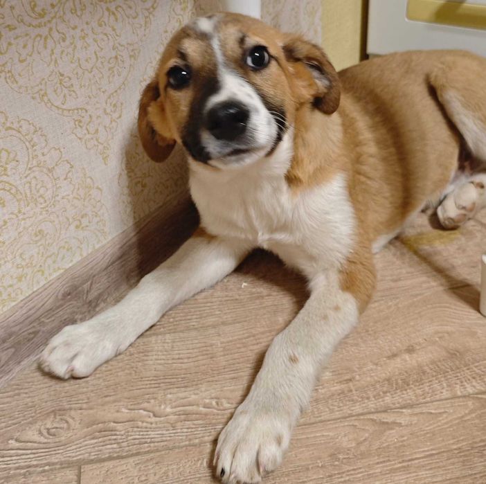 Мальчик готов к пристройству