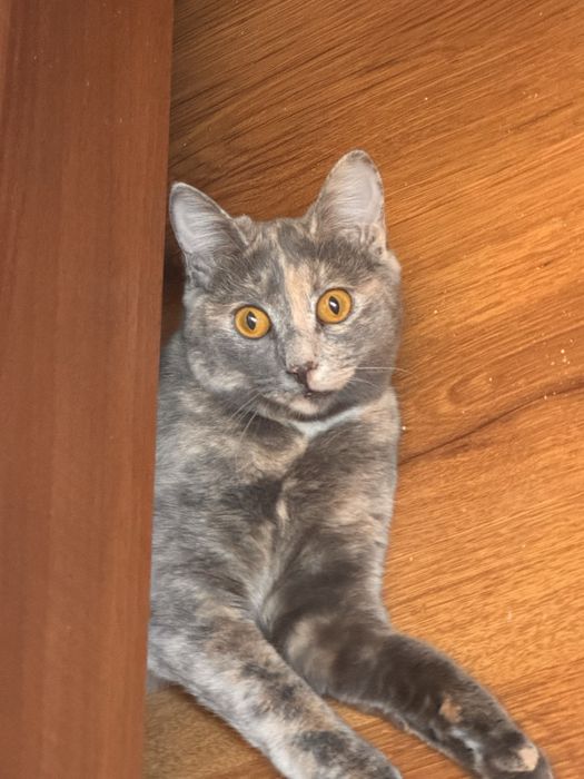 Кошечка, котенок