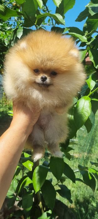 Померан померанче