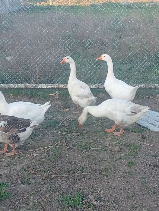 Продаётся гуси срочно