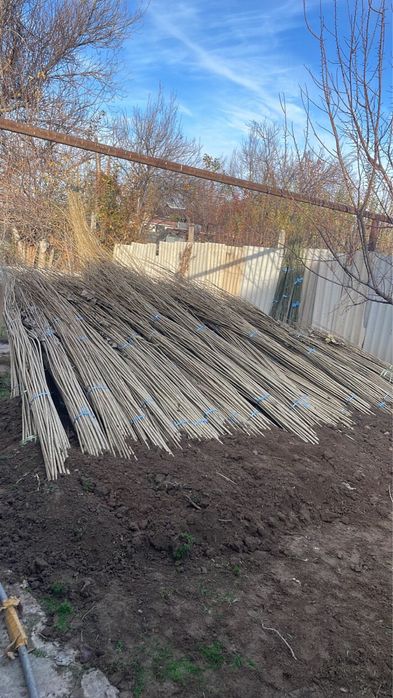 Саженцы тополь пирамидалный