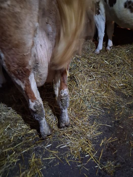 Vând vacă cu vițel