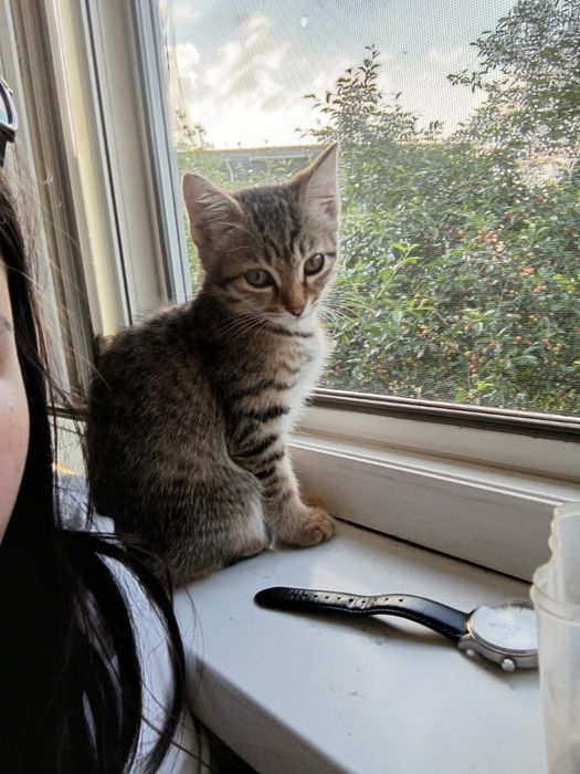 Отдам  только в хорошие добрые руки