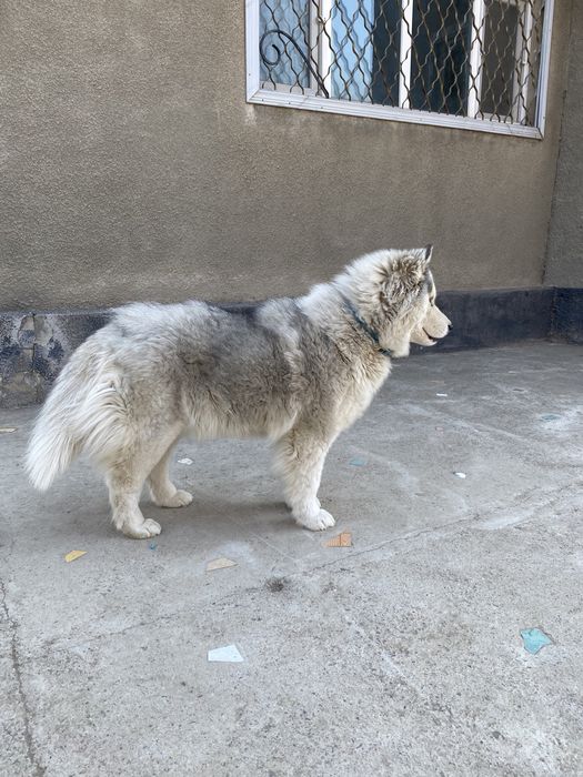 Продам в хорошие руки! Хаски!