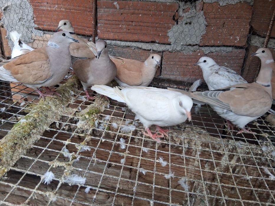 Скумруци / смеещи се гугутки/