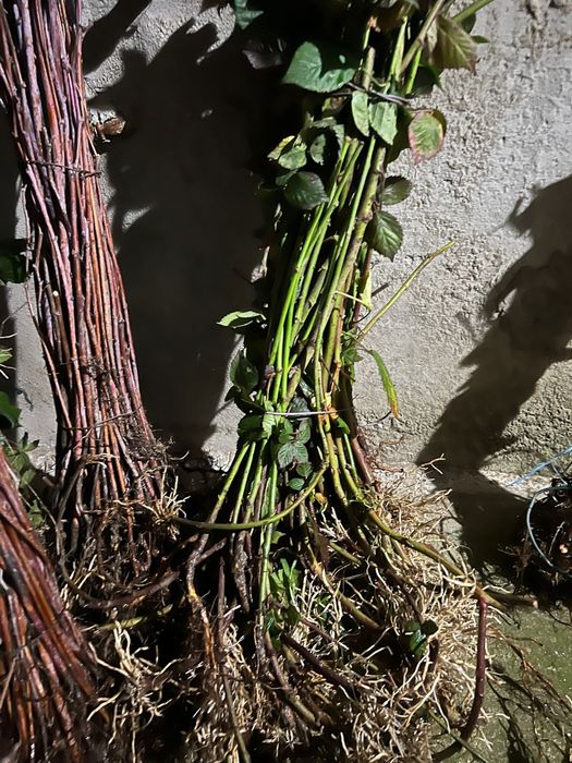 Butasi de mur THORNFREE  si zmeura.