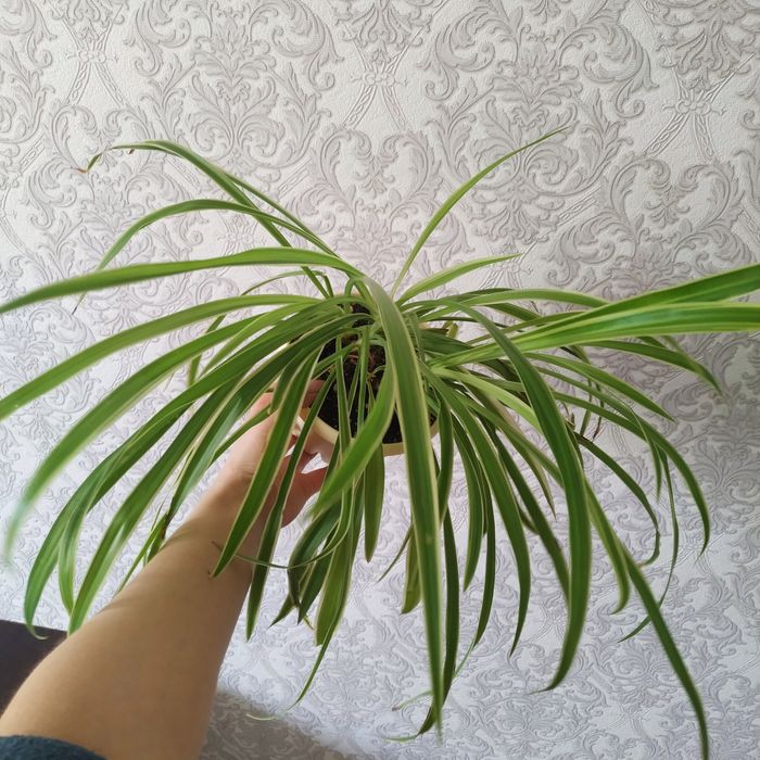 Хлорофитум Оушен