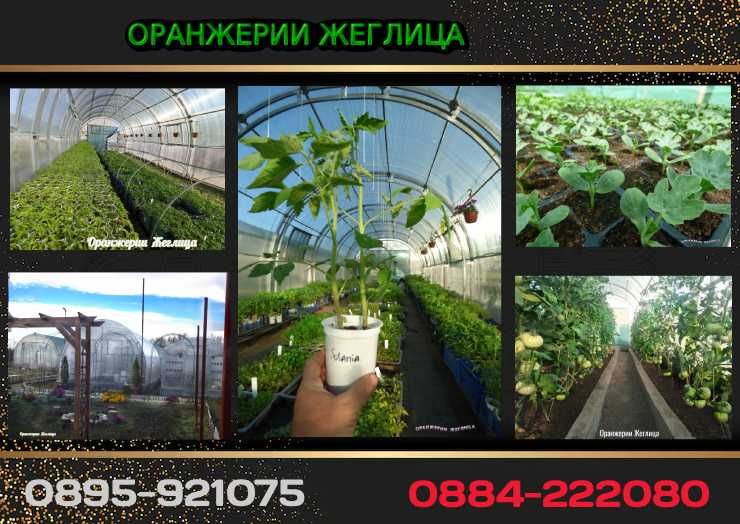 Разсади за Домати, Краставици, Билки и Цветя