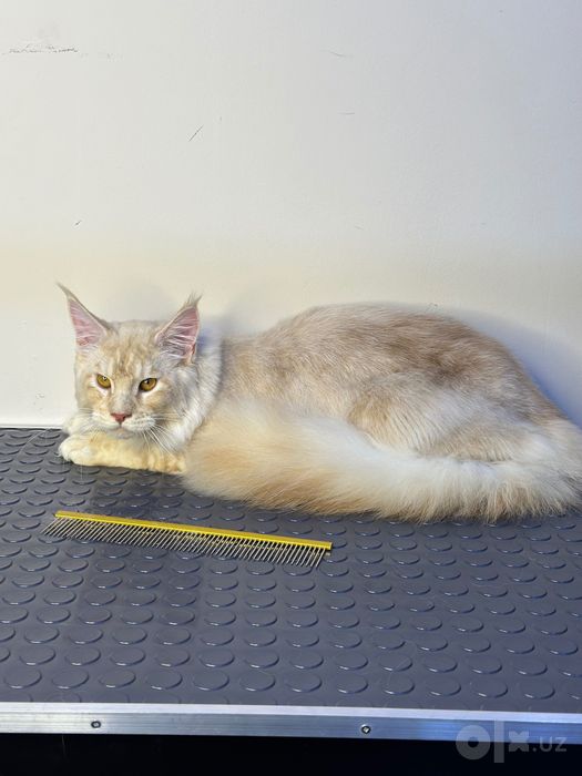 Main coon мальчик
